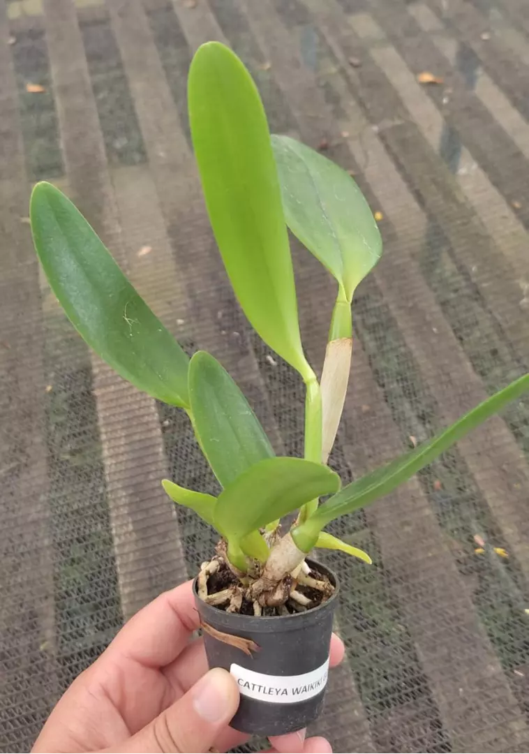 Imagem Segundaria do Produto